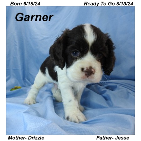 puppy, for, sale, Cocker Spaniel, Joe & Cherri  Overlease, dog, breeder, Miller, MO, dog-breeder, puppy-for-sale, forsale, nearby, find, puppyfind, locator, puppylocator, aca